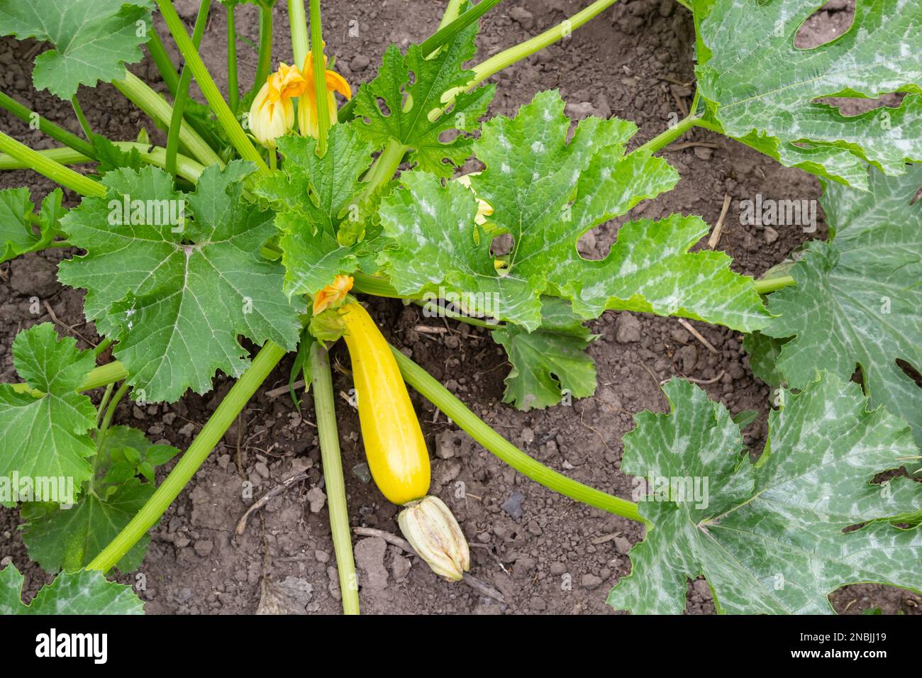 Zucchini plant. Zucchini with flower and fruit in field. Green vegetable marrow growing on bush. Courgettes blossoms. Stock Photo