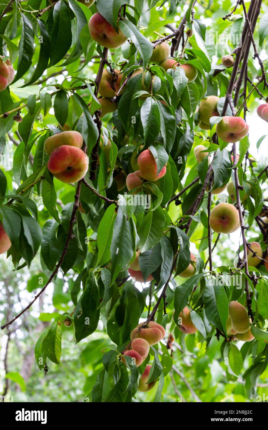 Branches with donut peaches and green leaves. Peach tree Stock Photo