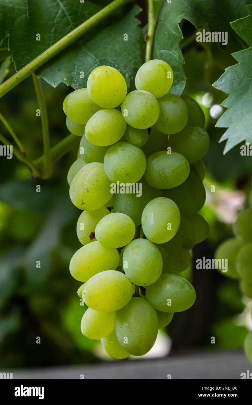 Ripe grapes grow on bushes. Bunch of grapes before harvest Stock Photo ...