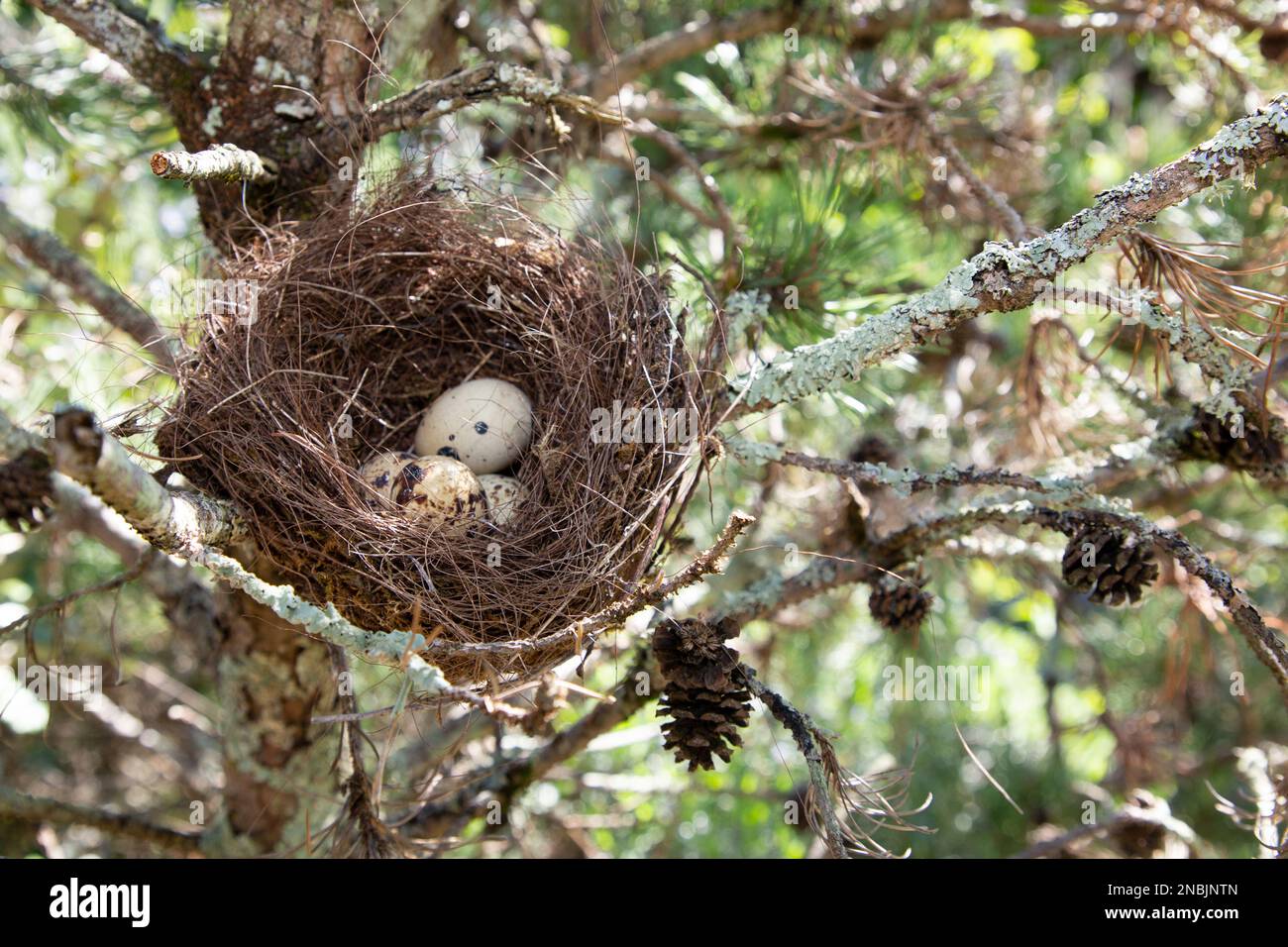 Bird nest with little eggs in garden tree Stock Photo - Alamy