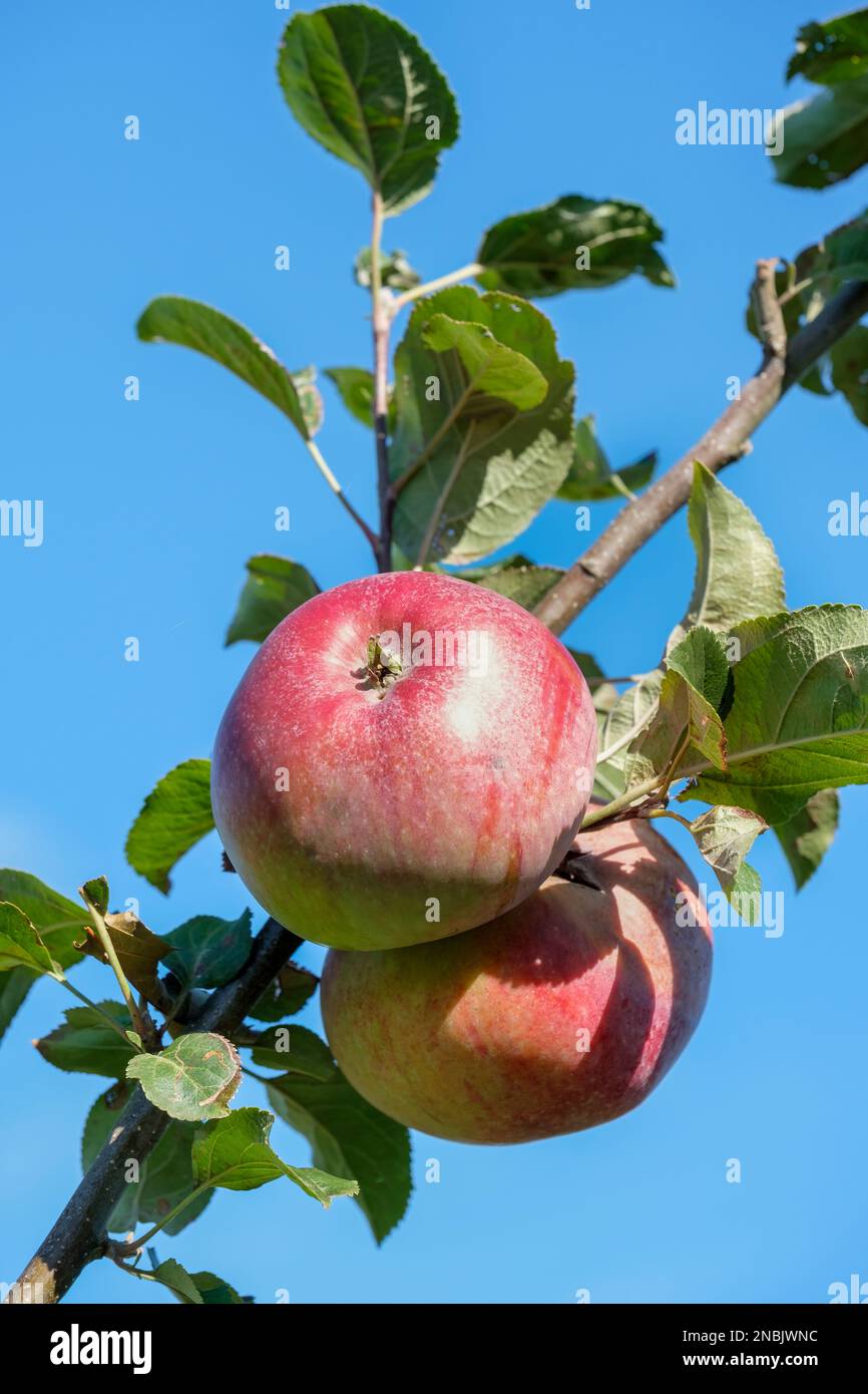 Malus domestica Howgate Wonder, apple Howgate Wonder,  late-season, heavy cropping, large English cooking apple Stock Photo