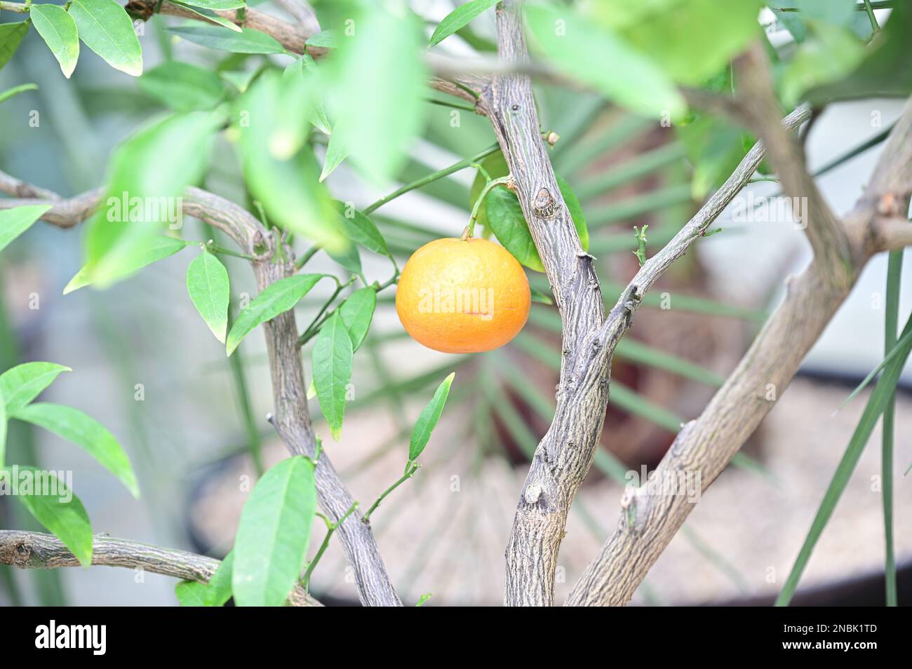 Tangerines that look delicious are growing on the branches Stock Photo