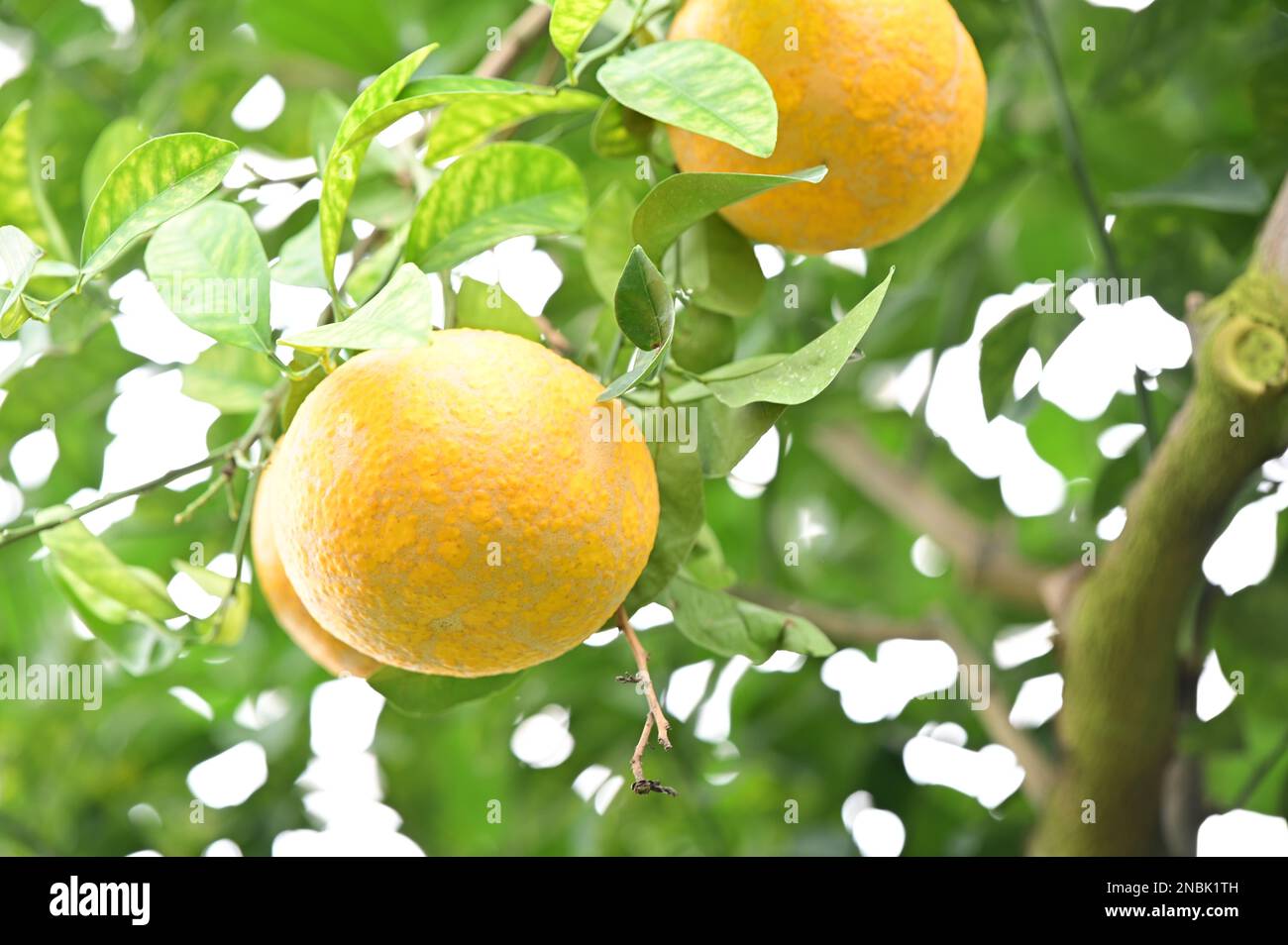 There is a big orange growing on the branch that looks delicious Stock Photo