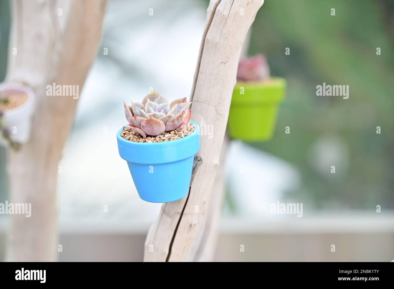 A small flowerpot planted with cactus is hanging from a tree Stock Photo