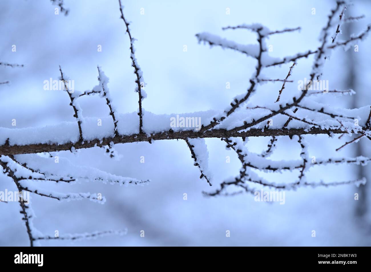 White snow is piled up on the branches Stock Photo