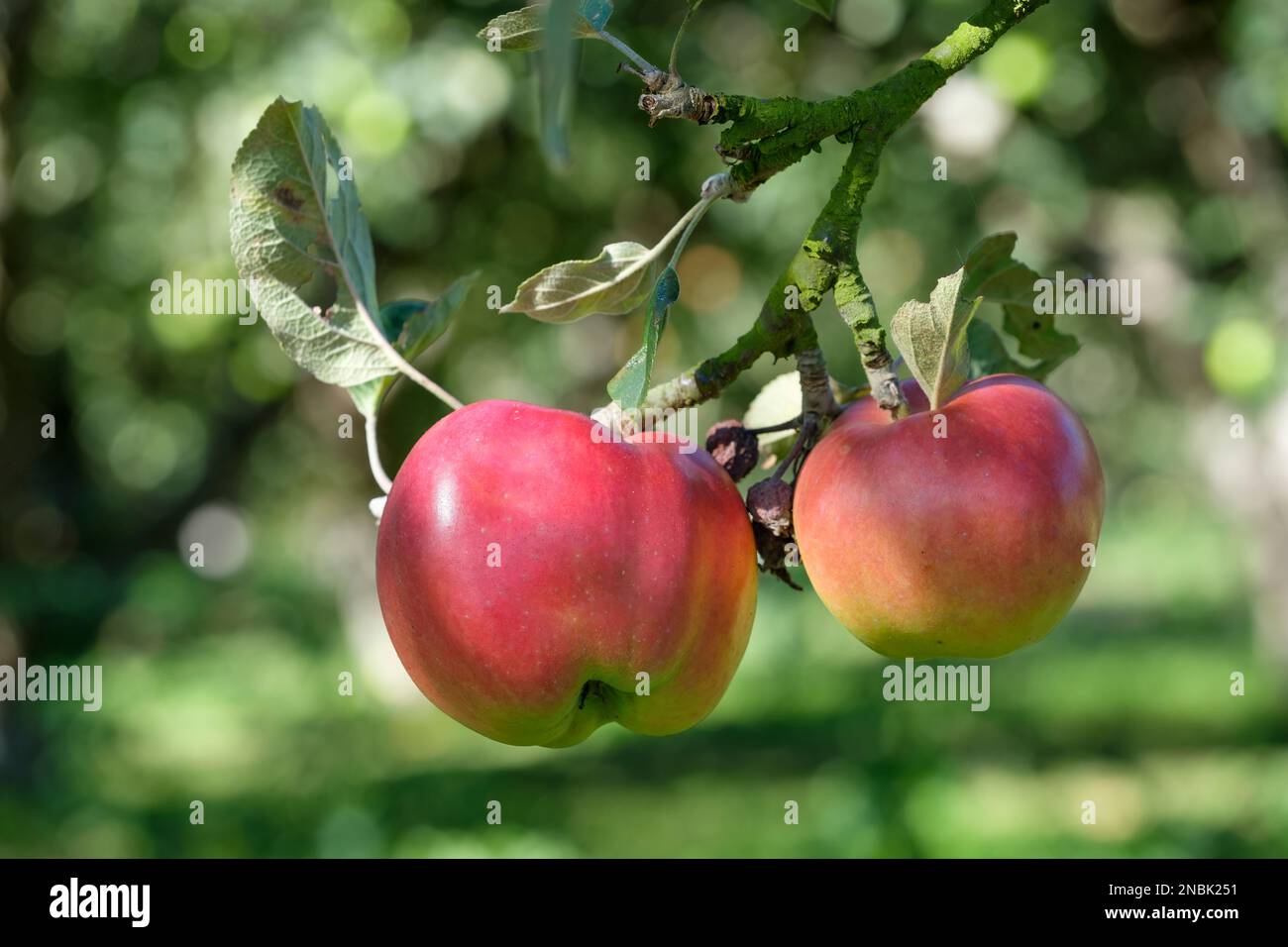 Malus domestica Hollandbury, Apple Hollandbury, Apples growing in an English orchard Stock Photo