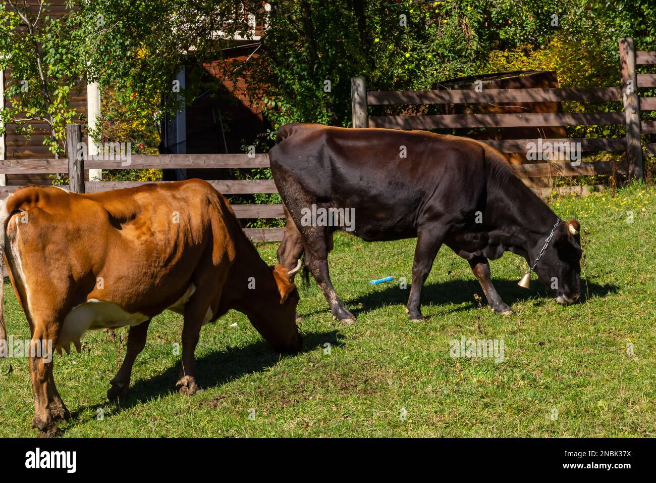 Brown dairy cow grazing on a pasture. More cows in the background. Symbol for happy animals, ecological and environmental-friendly agriculture. Stock Photo