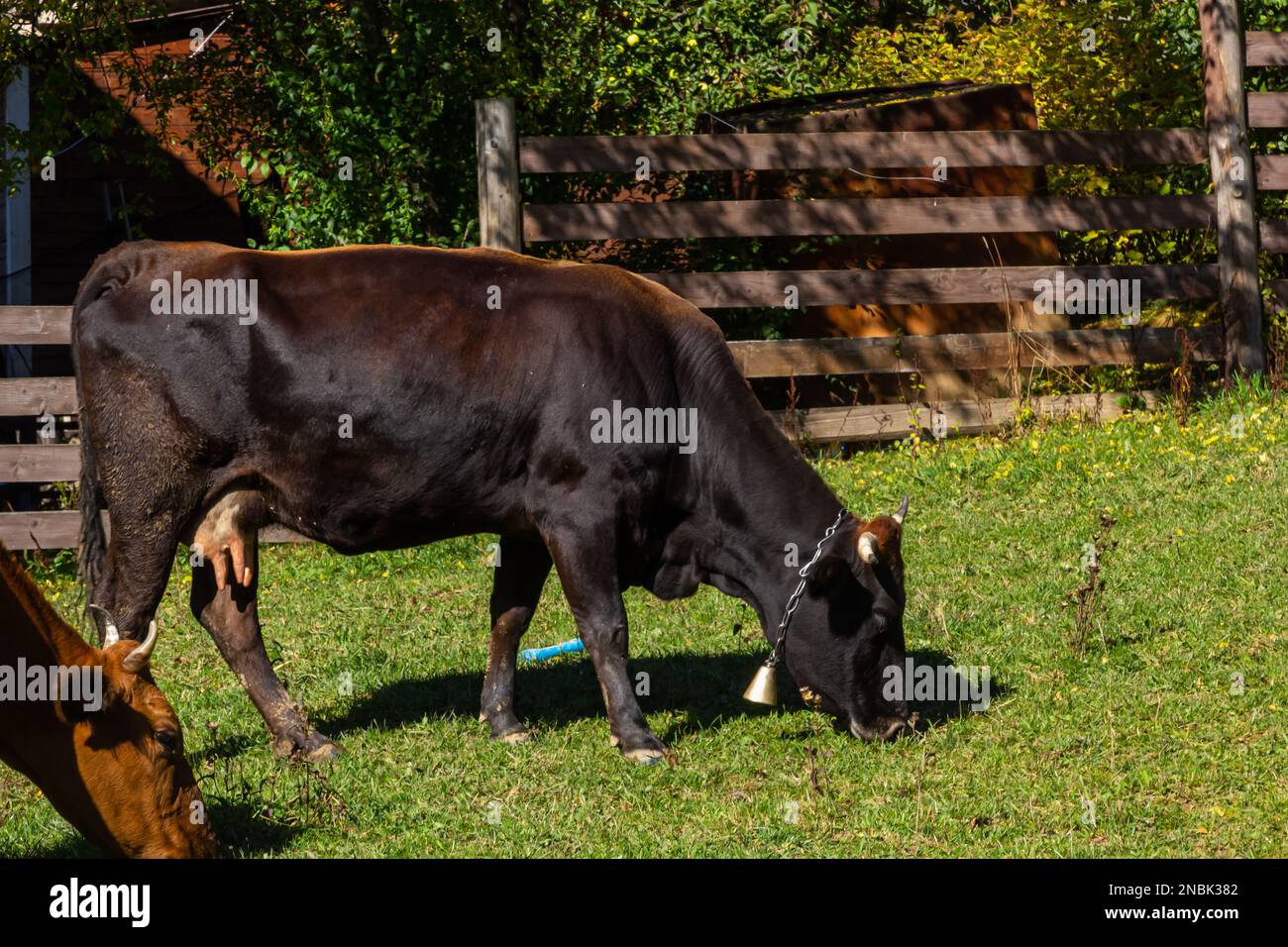 Brown dairy cow grazing on a pasture. More cows in the background ...