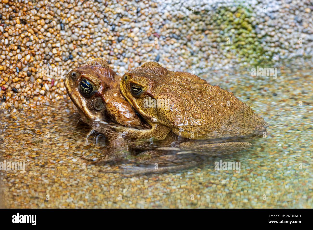 Two cane toads (Bufo Marinus) in amplexus, Cairns, Far North Queensland, FNQ, QLD, Australia