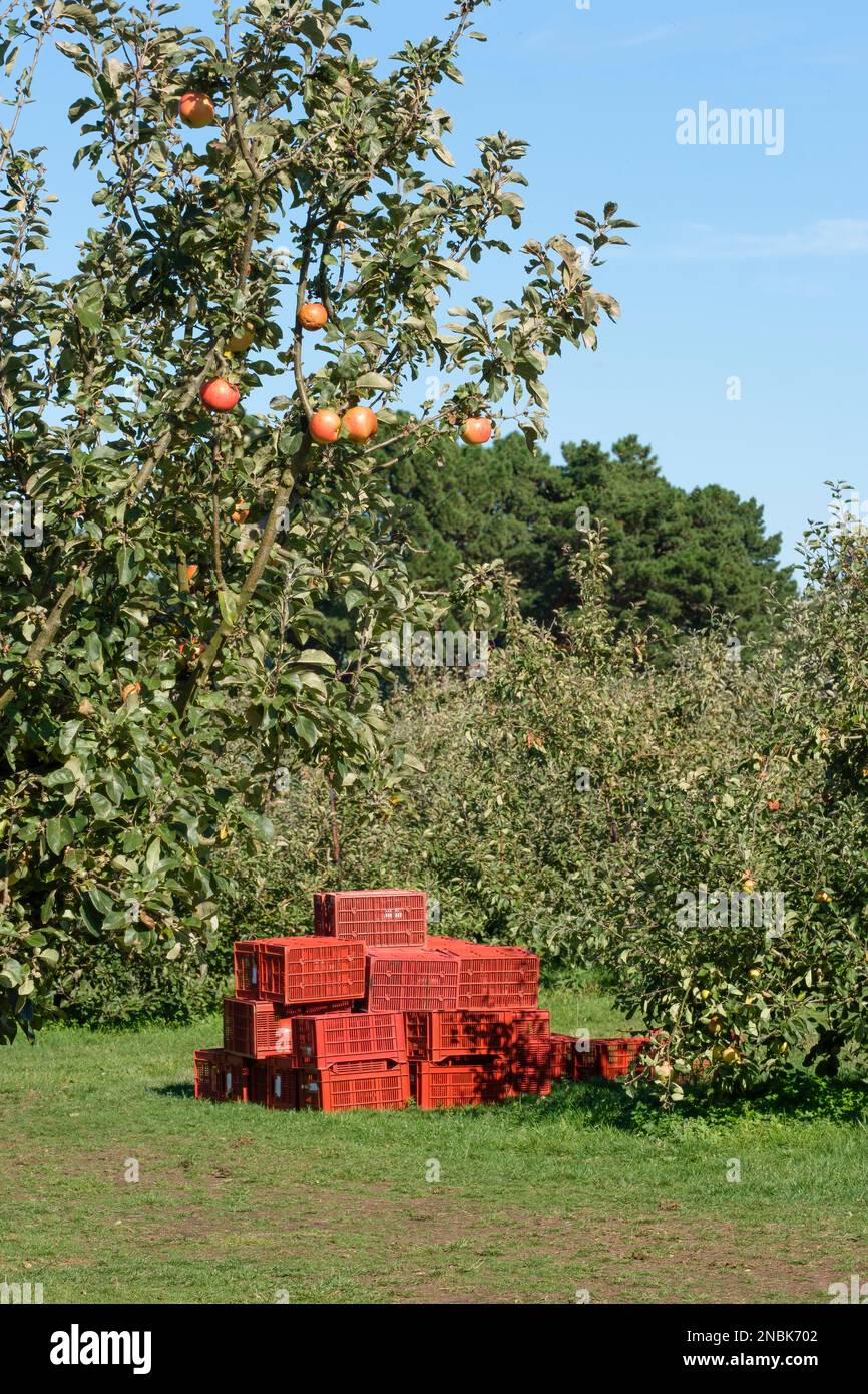 Plastic fruit crates stacked ready for harvesting apples in an Englsih Orchard Stock Photo