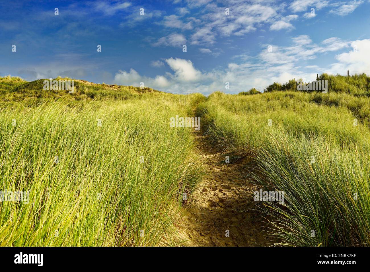 A beautiful sandy path in the dunes, sunny weather and a blue sky. North Holland dune reserve
