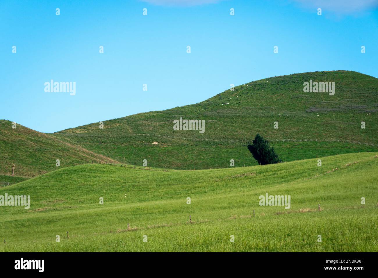 Takapau, Central Hawkes Bay, North Island, New Zealand Stock Photo Alamy