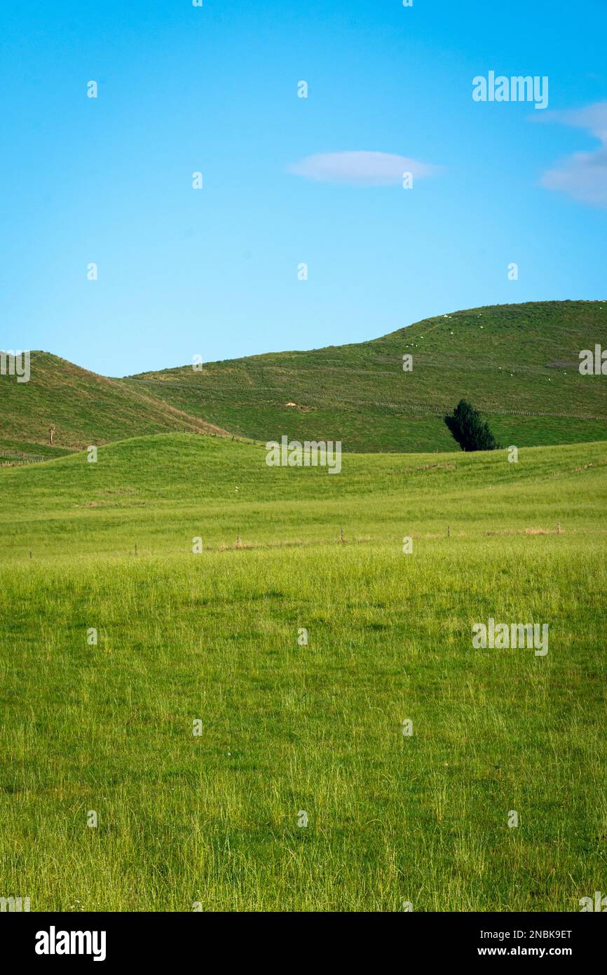 Takapau, Central Hawkes Bay, North Island, New Zealand Stock Photo Alamy