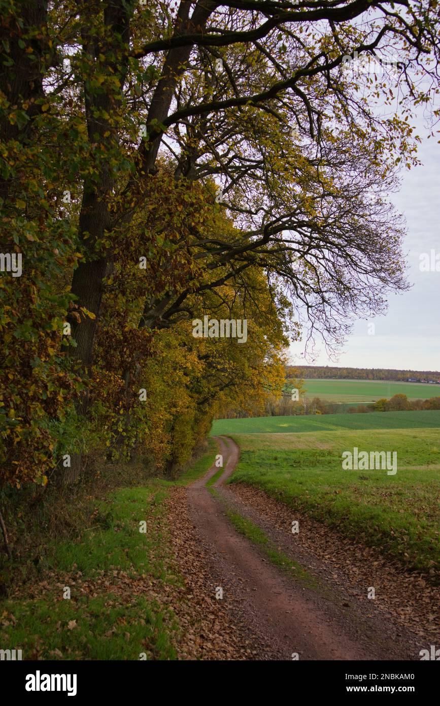Field green grass road hi-res stock photography and images - Alamy