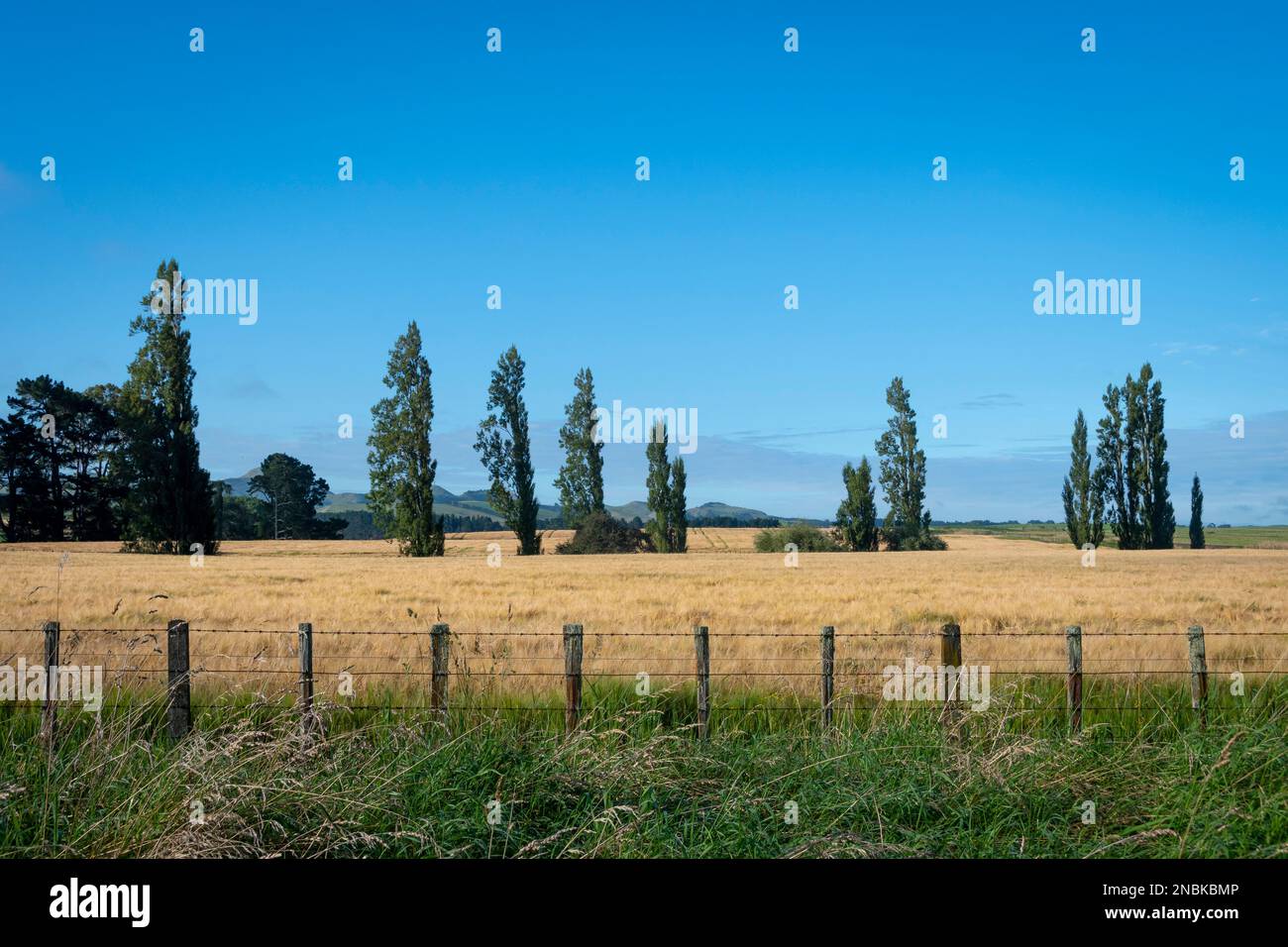 Takapau, Central Hawkes Bay, North Island, New Zealand Stock Photo Alamy