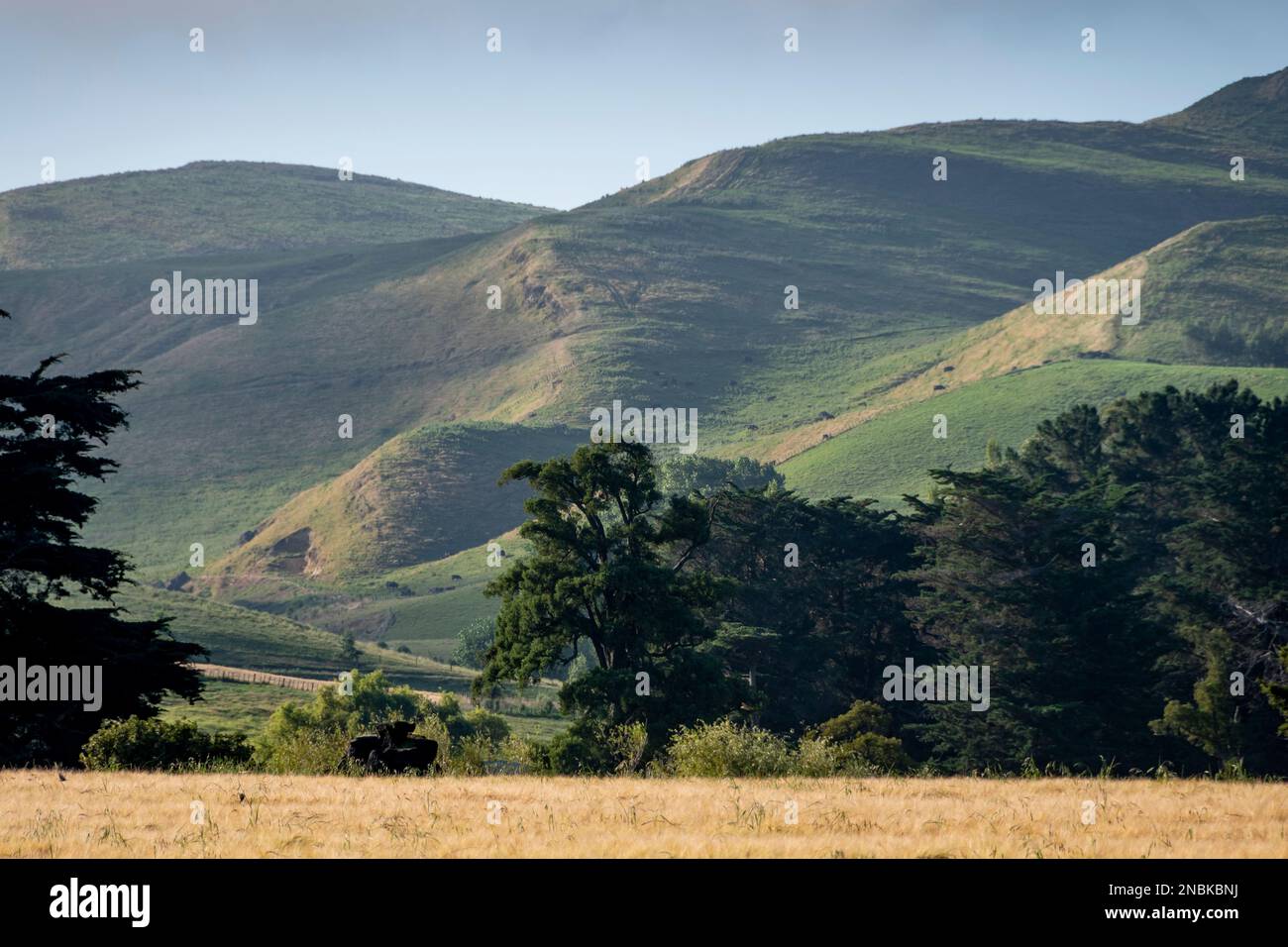 Hill country farmland, Takapau, Central Hawkes Bay, North Island, New
