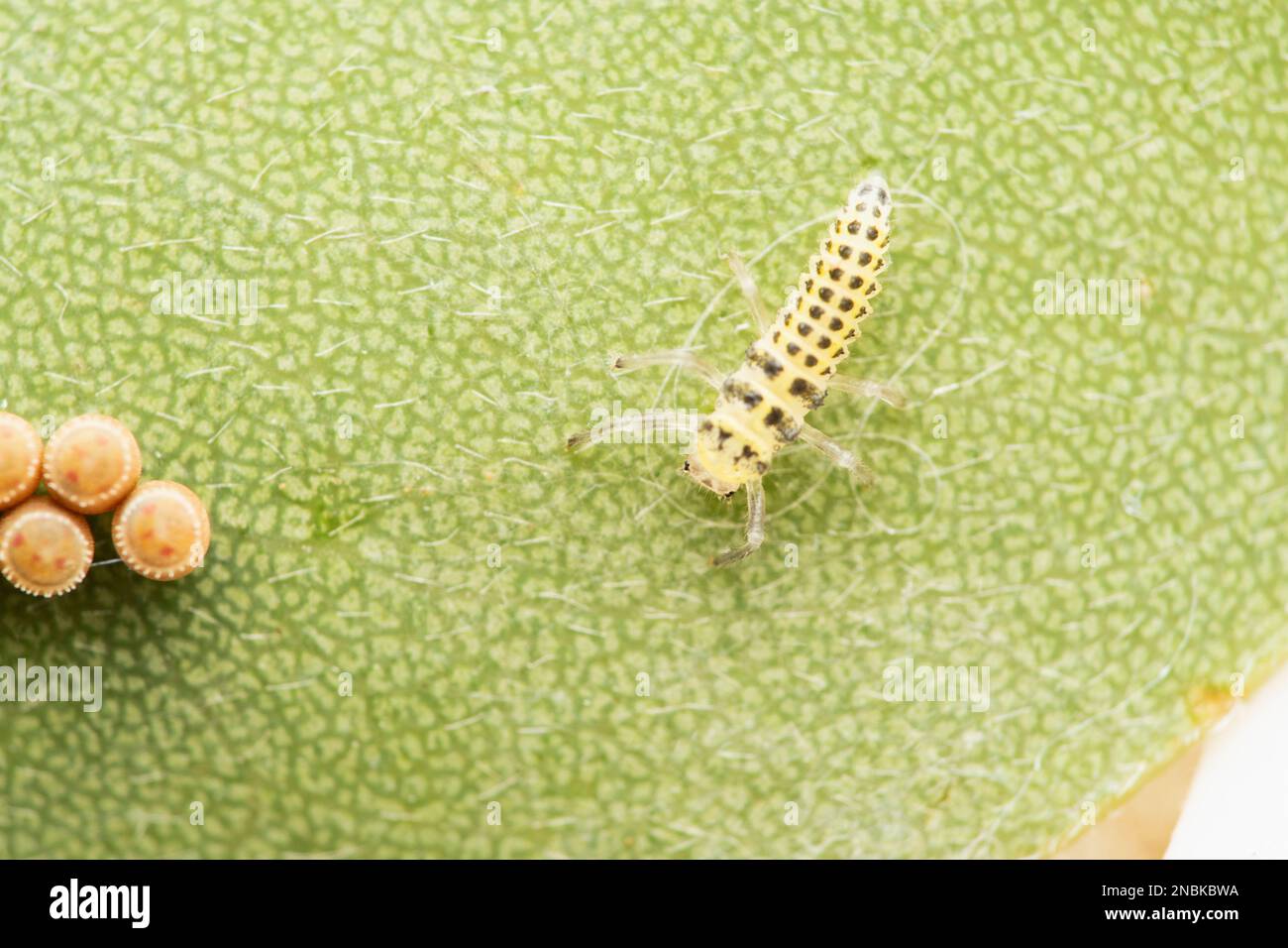 Fungus eating ladybug larva, Illeis galbula, Satara, Maharashtra, India Stock Photo Alamy