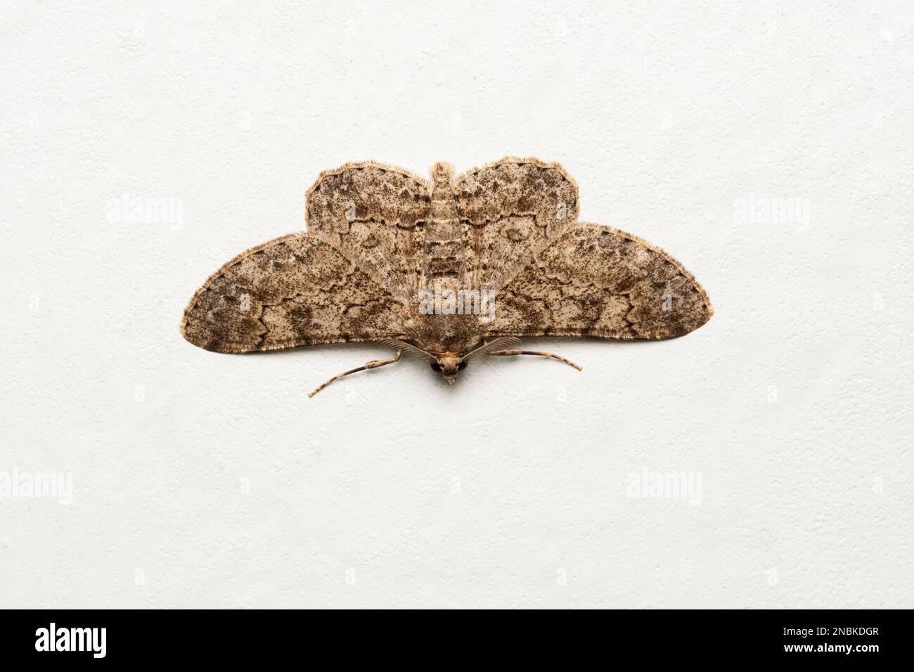 Indian ashy backed moth, Iridopsis larvaria, Satara, Maharashtra, India Stock Photo
