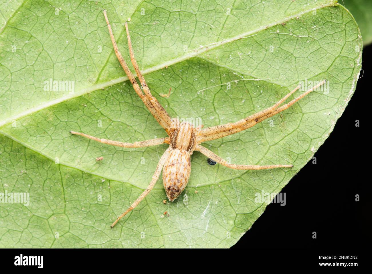 Running crab spider, Philodromus cespitum Satara, Maharashtra, India