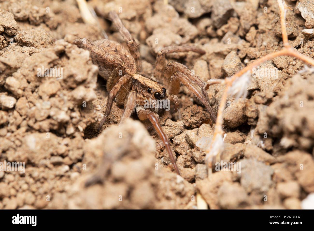 Wolf spider, Hogna himalayensis, Lycosidae, Satara, Maharashtra, India