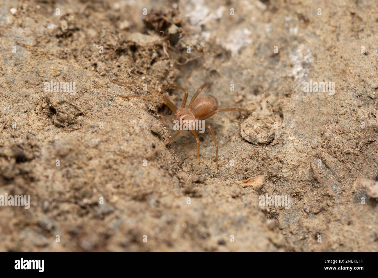 Violin spider, Loxoceles reclusa, Scariidae, Satara, Maharashtra, India
