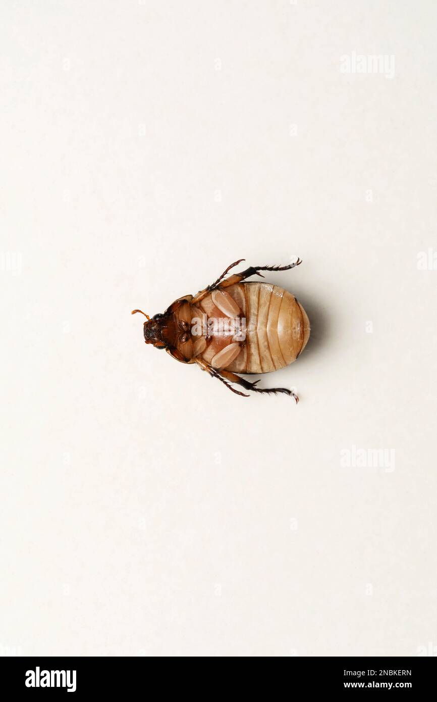 Ventral of Scarab beetles, Cyclocephala melanocephala,Satara, Maharashtra, India Stock Photo