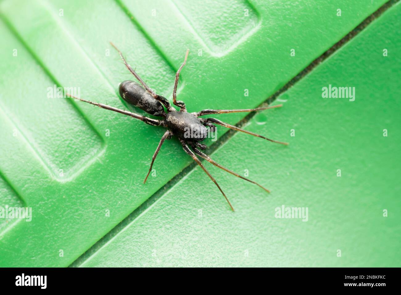 Ant mimic ground spider, Corinnomma severum, Satara, Maharashtra,India Stock Photo