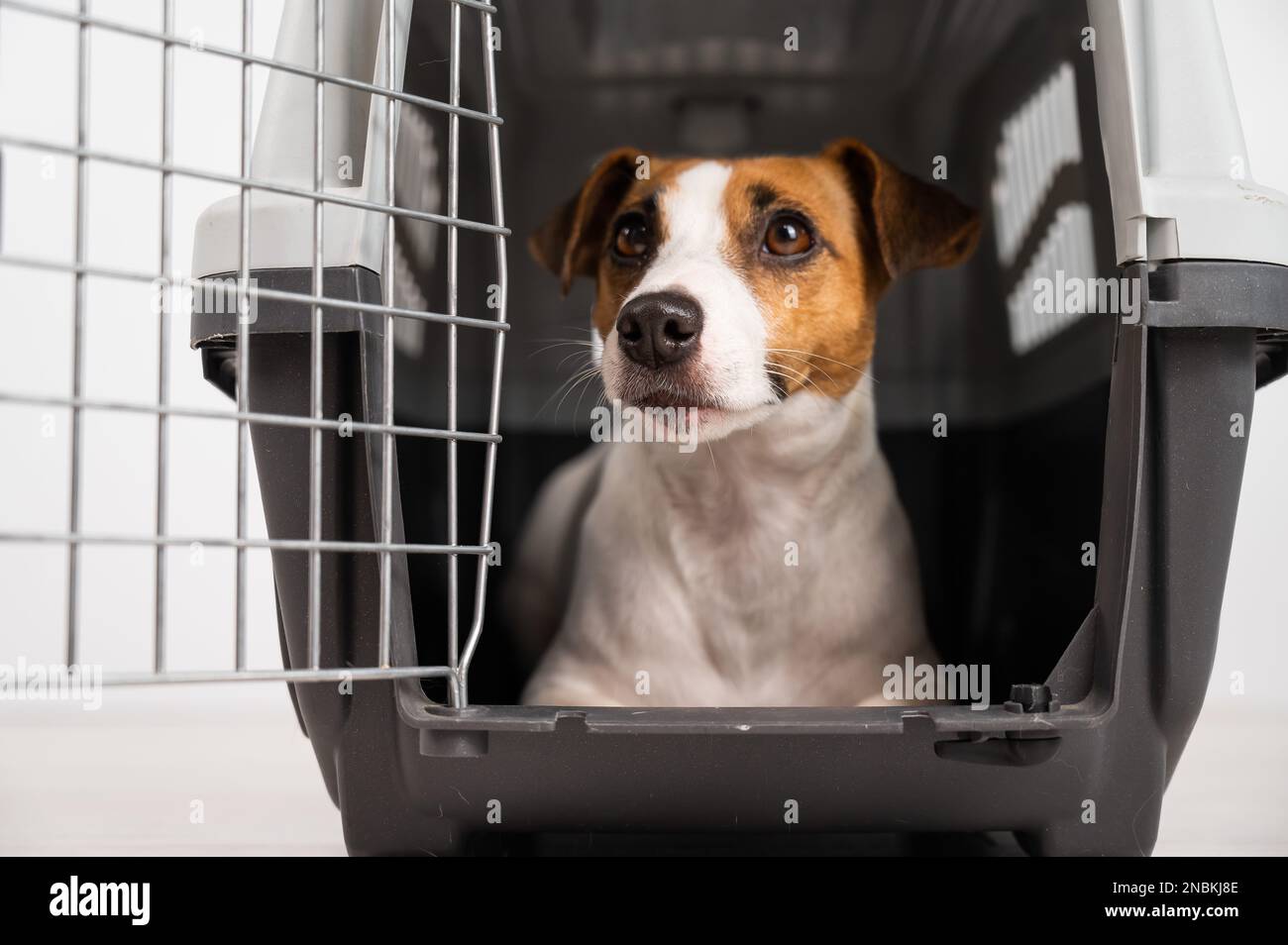 Jack Russell Terrier dog inside a cage for safe transportation with