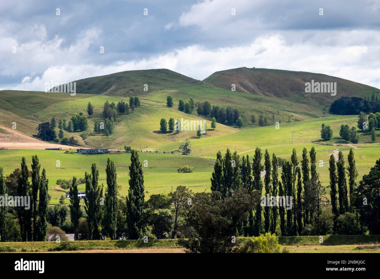 Rolling green hills with poplar trees, near Waipukurau, Central Hawkes Bay, North Island, New