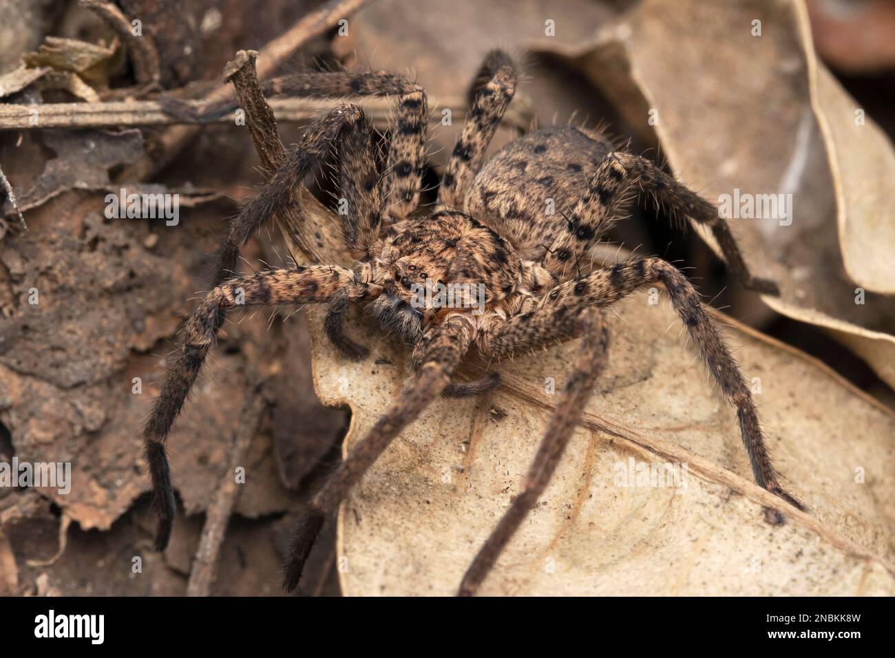 Closeup of ground huntsman spider, Heteropoda venatoria, Satara, Maharashtra, India Stock Photo