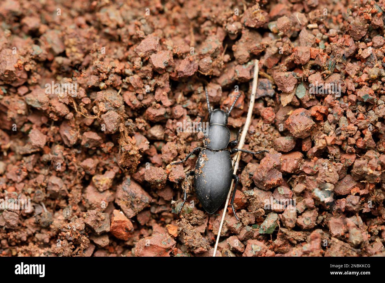 Cellar beetle, Blaps mortisaga (Linnaeus, 1758), Satara, Maharashtra, India Stock Photo