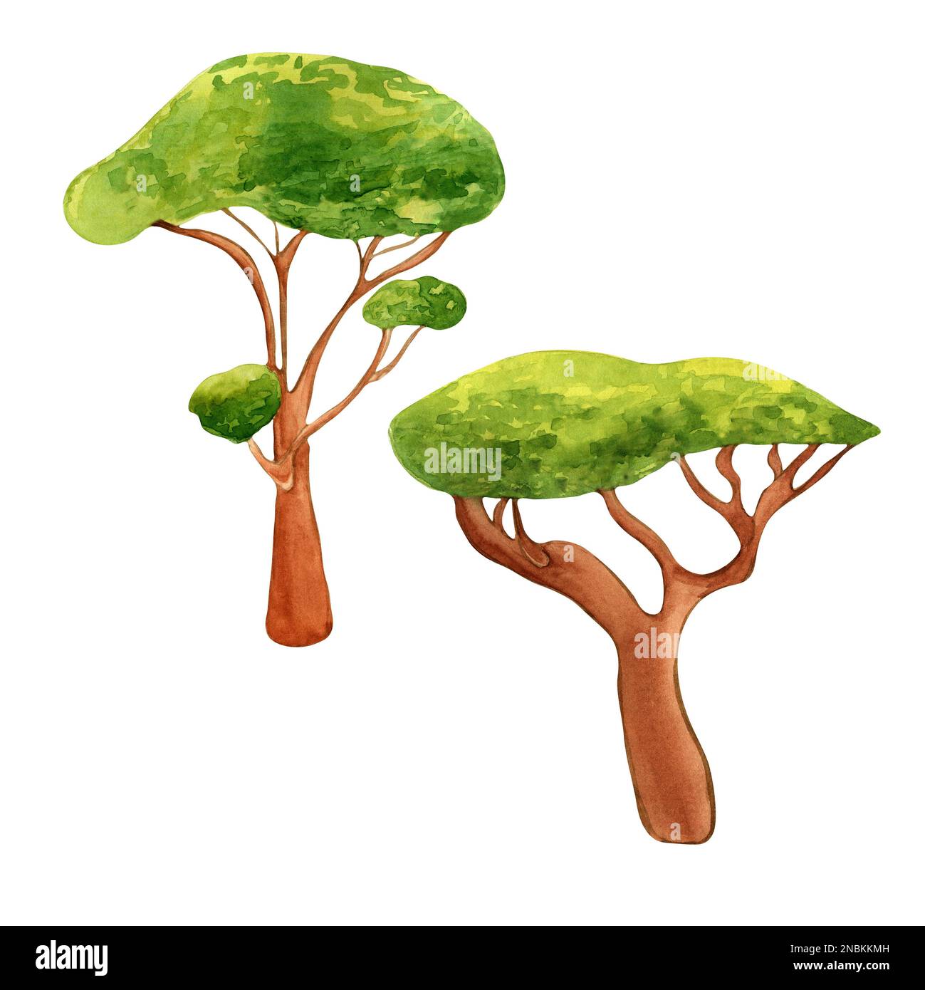 Dragon blood tree watercolor illustration isolated on white 