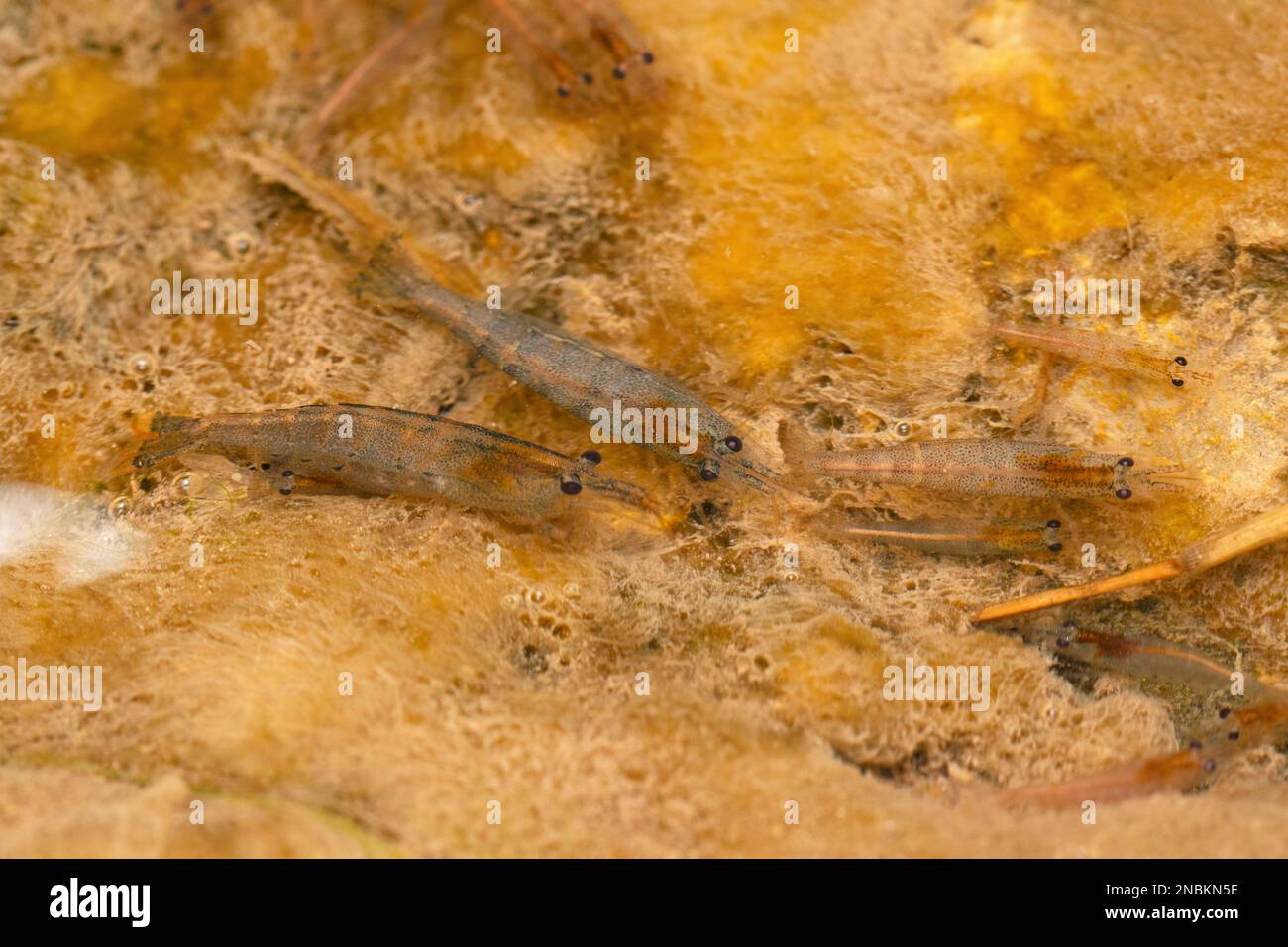 Freshwater shrimp, Satara, Maharashtra, India Stock Photo