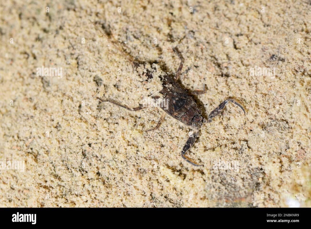 Water scorpion closeup, Nepa cinerea, Satara, Maharashtra, India Stock Photo