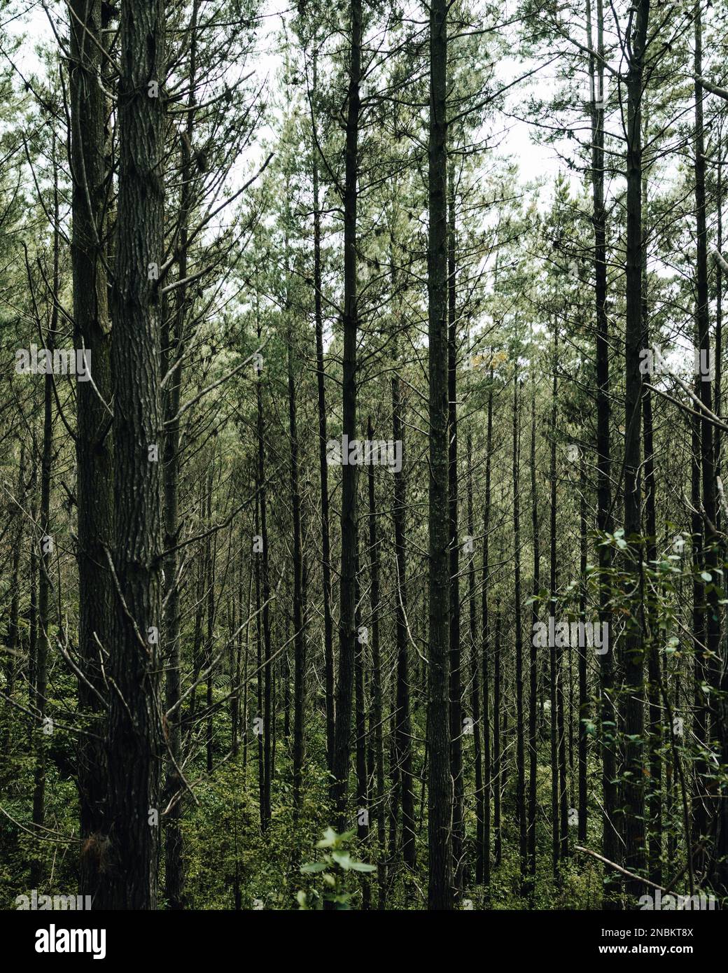 Dense forest new zealand hi-res stock photography and images - Alamy