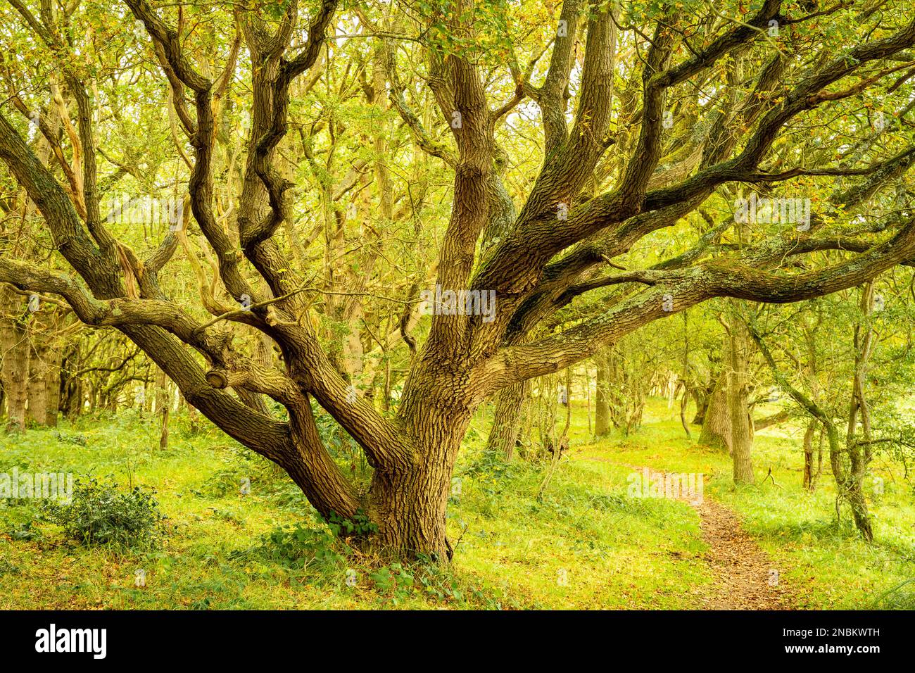 A knobby oak tree with moss on its branches in a forest. A small path