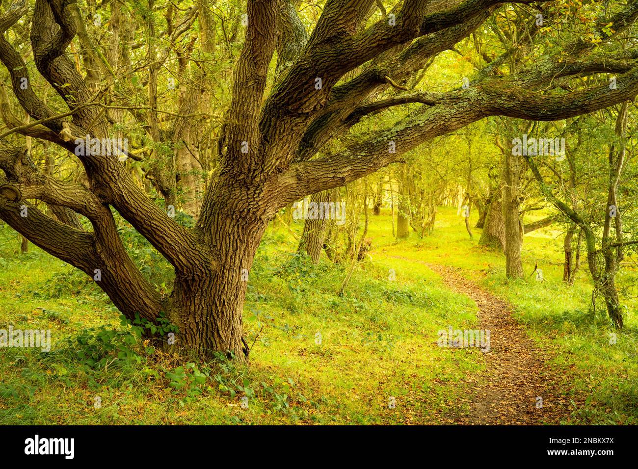 A knobby oak tree with moss on its branches in a forest. A small path