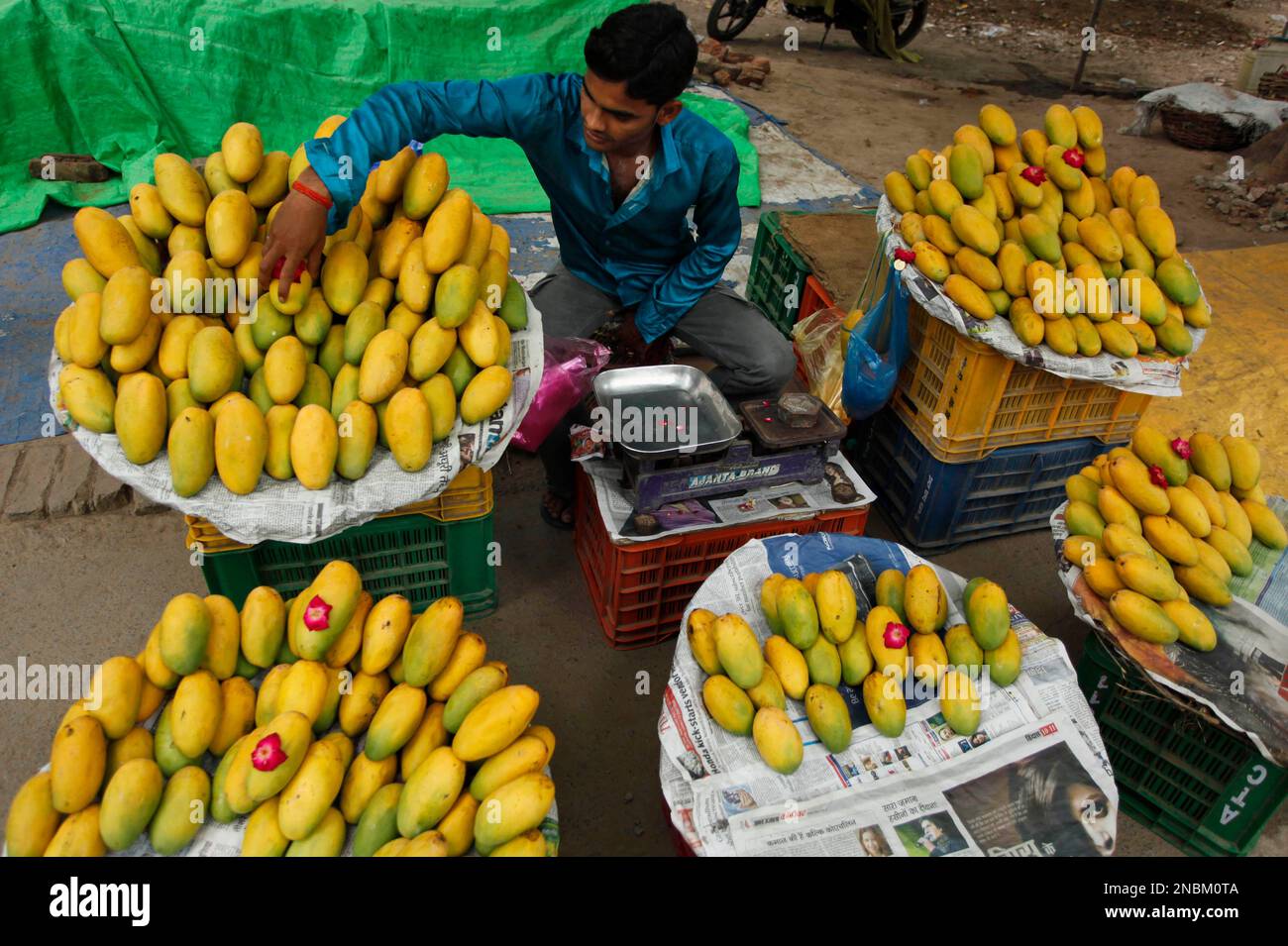 An Indian fruit vendor displays mangoes by a roadside in Allahabad