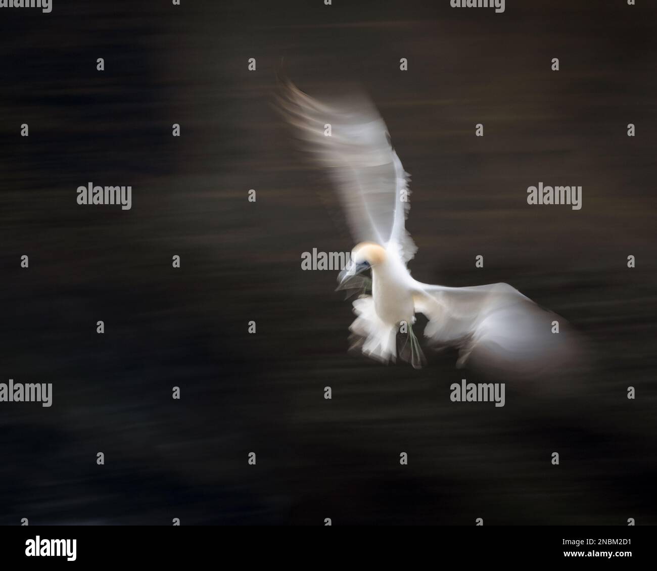 landing. Image taken using intentional camera movement technique