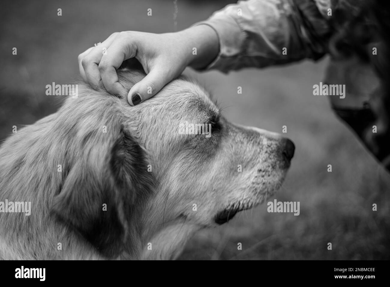 Human and pet Black and White Stock Photos & Images Alamy