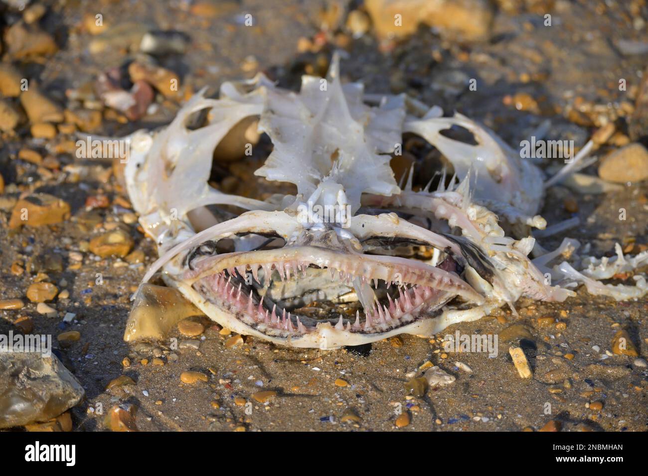 Skeleton monkfish hi-res stock photography and images - Alamy