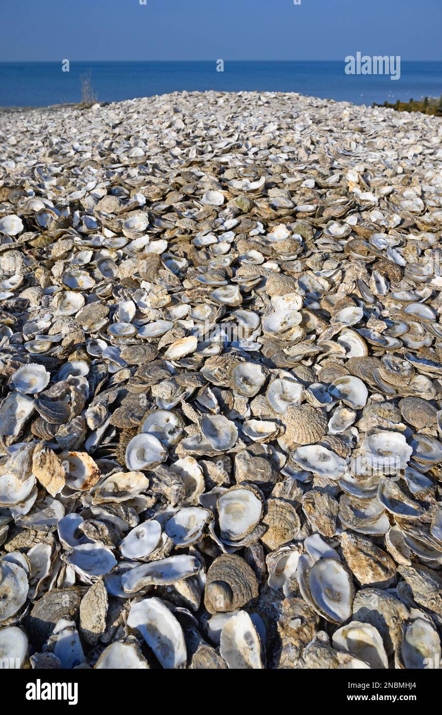 Whitstable, Kent, England, UK. Huge pile of oyster shells on the beach. Whitstable is famous for its oysters Stock Photo