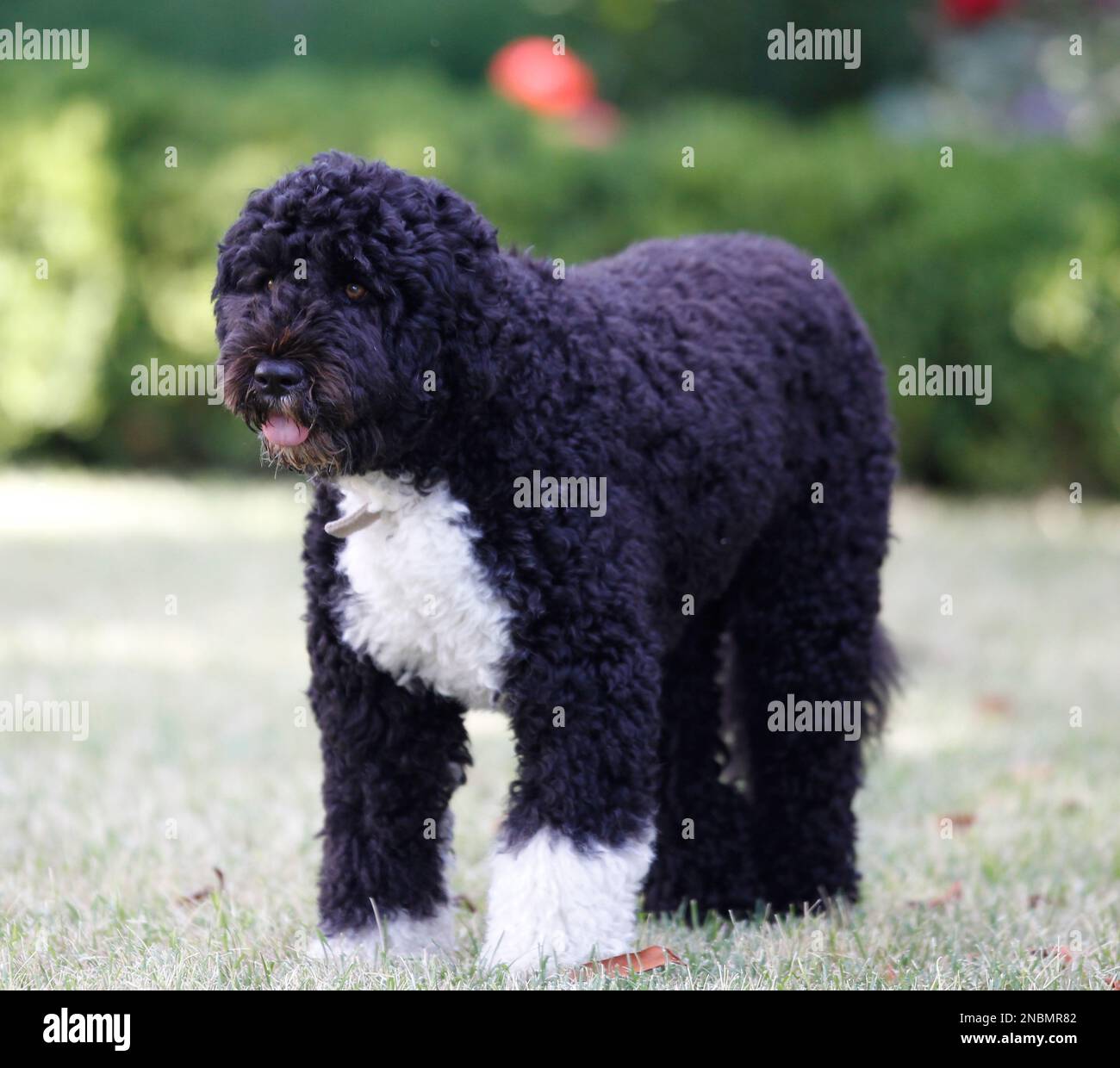 Bo, a Portuguese water dog and the family pet of President Barack Obama, is seen in the Rose Garden of the White House in Washington, Monday, June 13, 2011. (AP Photo/Charles Dharapak) Stock Photo