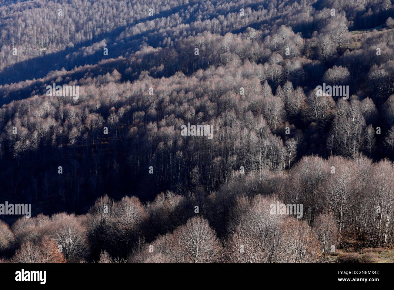 Trees that have shed their leaves in winter Stock Photo Alamy