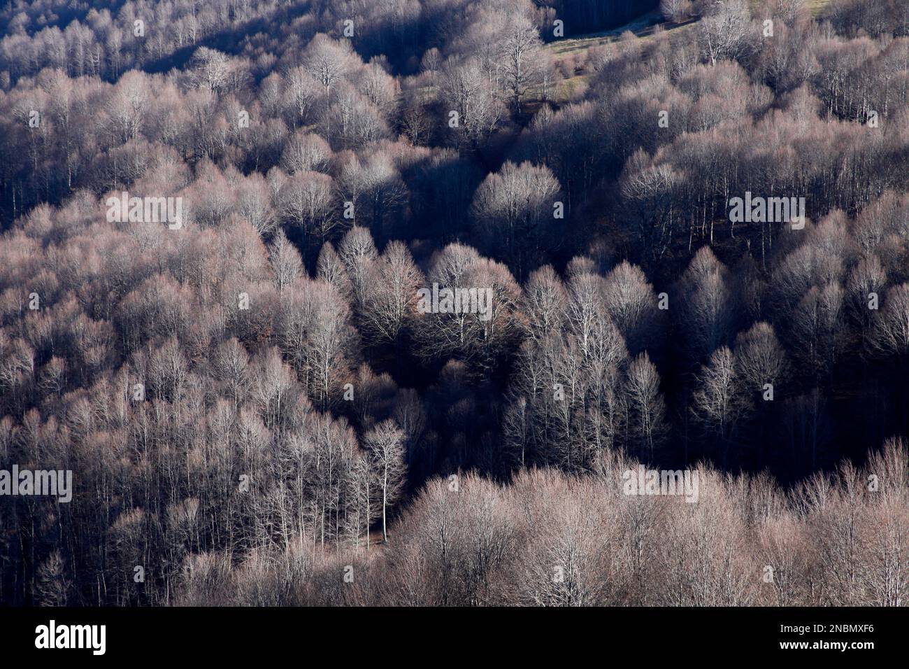 Trees that have shed their leaves in winter Stock Photo Alamy