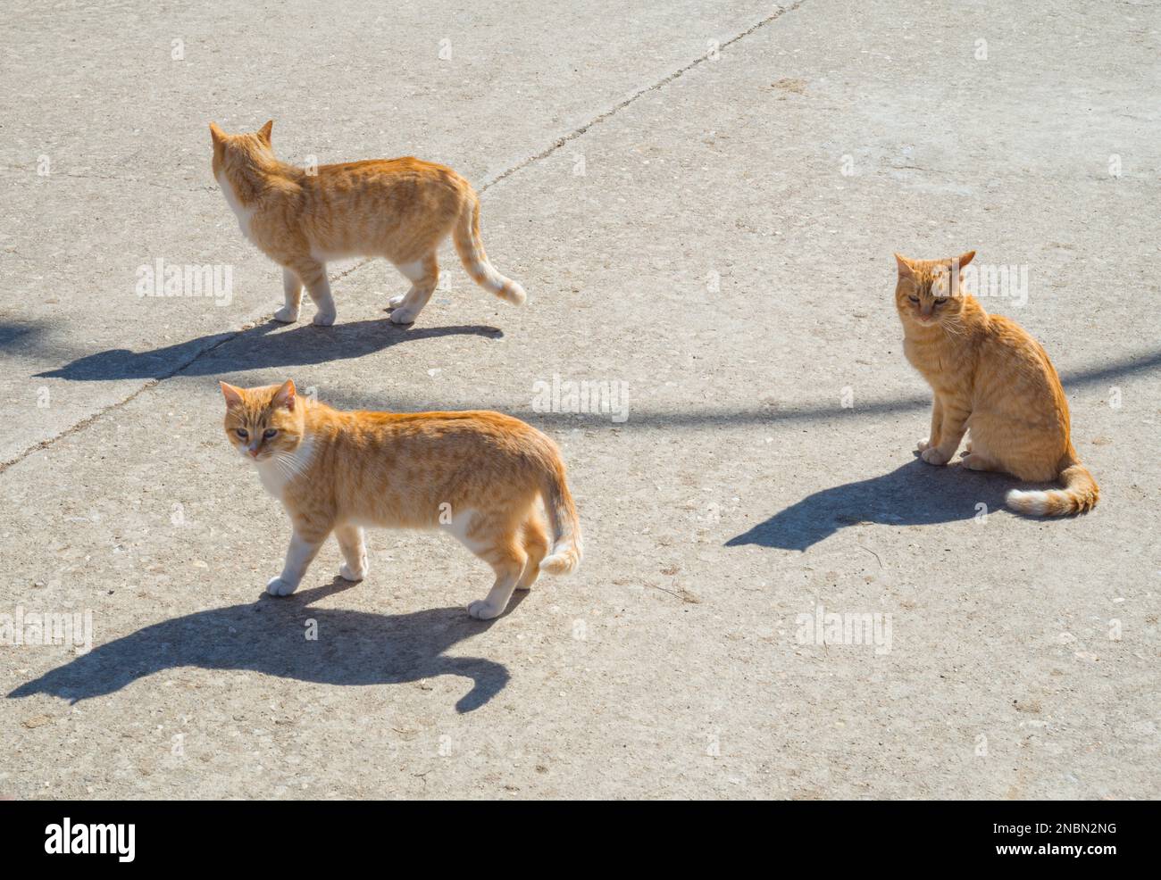 Three stray cats. Stock Photo