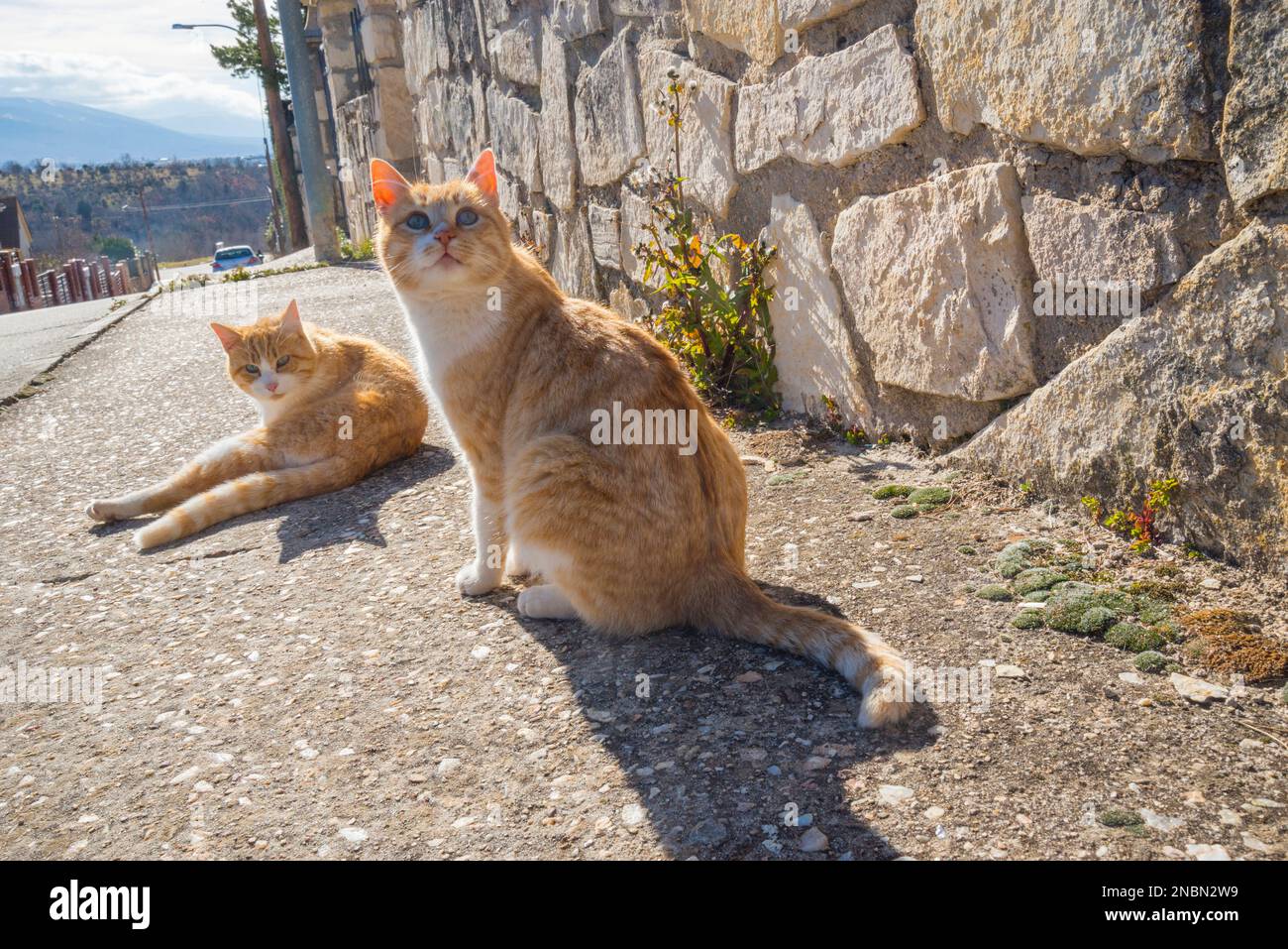 Two stray cats Stock Photo Alamy