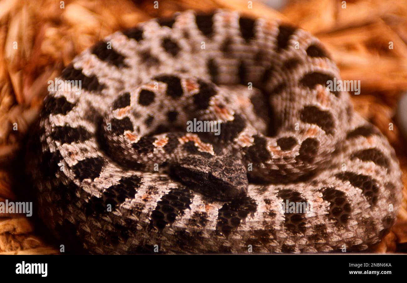 A pygmy rattlesnake is shown at the Miami Science Museum, Tuesday, June