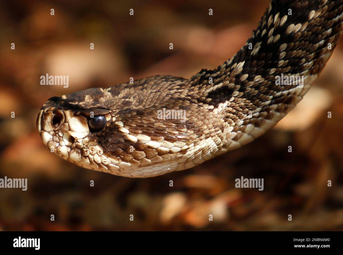 An Eastern diamondback rattlesnake is shown at the Miami Science Museum
