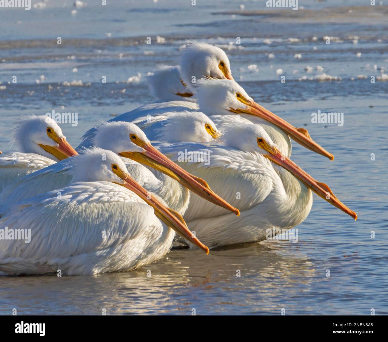 American White Pelicans (Pelecanus erythrorhynchos) huddle together in the late-afternoon sun at Farmington Bay Waterfowl Management Area, Utah, USA. Stock Photo